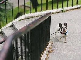 Muffin - sweet bulldog from Russia :)