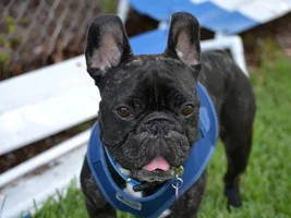 ~Flounder~French Bulldog Available for Adoption in Florida