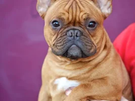 4 Paw Members, Please vote for February Frenchie of the Month!