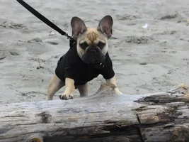 September 2013 Frenchie of the Month Contest ~ENTER HERE~
