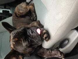 New here! Long time dog owner, first time frencher