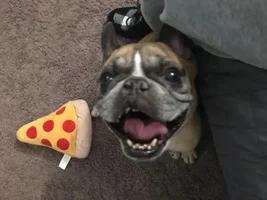 ~Chubby~Special Needs French Bulldog Available for Adoption in Oregon