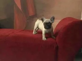Frenchie puppies