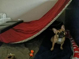 If your Frenchie sleeps with you...