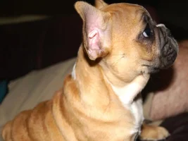 Introducing Louie