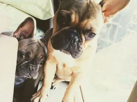 Hugo & Maple
