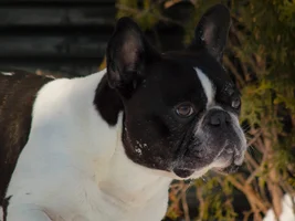 ~ENTER HERE~ March 2019 Frenchie of the Month:  FRENCHIE FACES