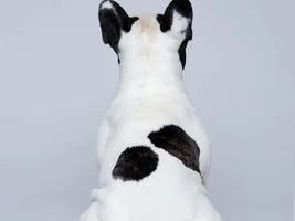 Muffin - sweet bulldog from Russia :)