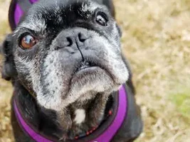 ~Sonia~French Bulldog Available for Adoption in North Carolina