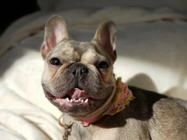 ~ENTER HERE~ April 2019 Frenchie of the Month "SMILING FRENCHIES"