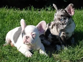 4 Paw Members!  Please VOTE!!!  Summertime Frenchies