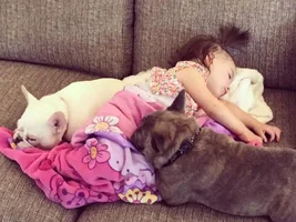 ~ENTER HERE~ August Frenchie of the Month "Sleepy Frenchies"