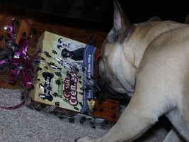 Baby Bisou isn't a baby anymore...