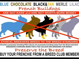 The Lilac colored frenchies