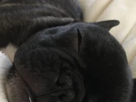 ~ENTER HERE~  August Frenchie of the Month  ~ LAZY FRENCHIES ~
