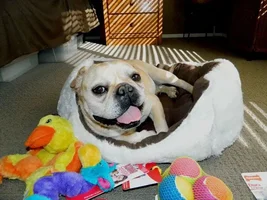 meet foster Rocco!