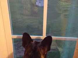 Cheli spotted the deer