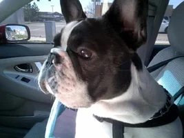 February 2014 ~ Frenchie of the Month Contest ~ ENTER HERE ~