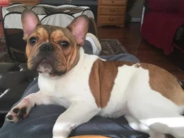 ~ENTER HERE~ March Frenchie of the Month contest "Frenchie Faces"
