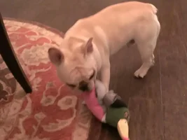 4 Paw Secret Santa Sharing Thread 2014
