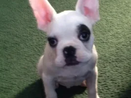Introducing Louie!!