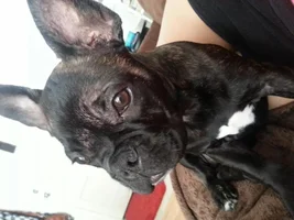 August 2013 Frenchie of the Month Contest! ~ENTER HERE~