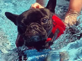 June Frenchie of the Month **4 Paw Members VOTE NOW!**