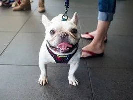 FBRN Booth at Adoption Event in Southern CA- come meet Rocco & Travis!