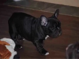 Soon to be Frenchie-owner from Sweden