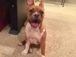 MY DOG IS HUGE!!!!