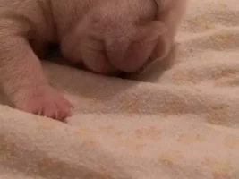 Hazel pups 2