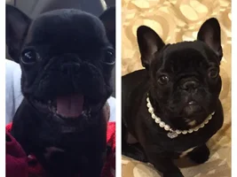 From puppy to fully grown