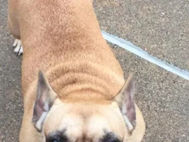 ~Cami~French Bulldog Available for Adoption in Nebraska