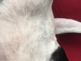 Allergy help please