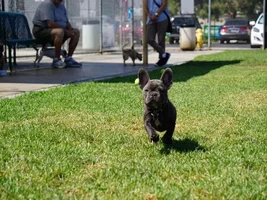 Batman at the dog park and mommies new camera!