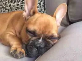 Zzzzzz....