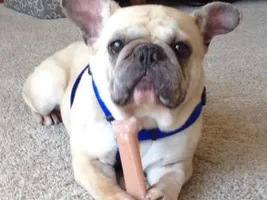 ~Sky~French Bulldog Available for Adoption in Nebraska