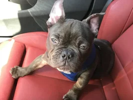 Is this a frenchy?