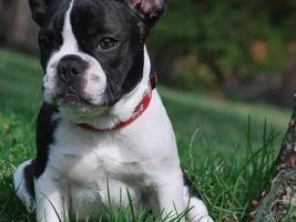 Frenchie or Boston?