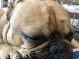 4 PAW MEMBERS!!!!   Please vote for your favorite FRENCHIE FACES!