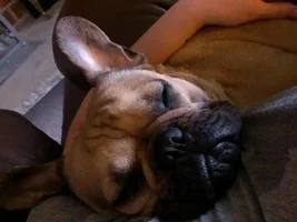 February 2015 Frenchie of the Month Contest ~ENTER HERE~