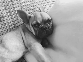 4 PAW MEMBERS!!! Please vote for your favorite Frenchie Faces!