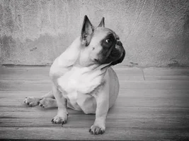 Holly Jolly Frenchie of the Month ~ 4 Paw members please vote :)