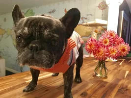 ~Oprah~French Bulldog Available for Adoption in Tennessee