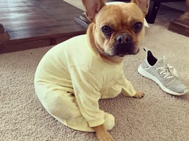 My frenchie looks different than others. Worried about underlying health issues. Asking for advise!