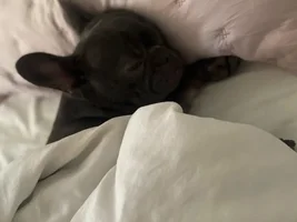 1 year old and still not in heat
