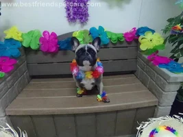 ~ENTER HERE~ April 2015 Frenchie of the Month ~ Happy Frenchies!