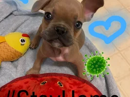 ATTENTION MEMBERS!!  Time to vote for Frenchie of the Month!!!