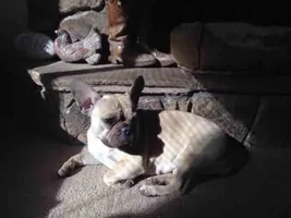 How much should I feed my French bulldog puppy?