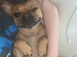 My frenchie looks different than others. Worried about underlying health issues. Asking for advise!